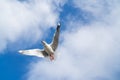 Red-billed gull flying with blue sky and cloud at Christchurch, New Zealand Royalty Free Stock Photo