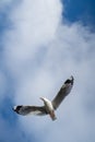 Red-billed gull flying with blue sky and cloud at Christchurch, New Zealand Royalty Free Stock Photo