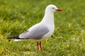 Red-billed Gull foraging in green grass Royalty Free Stock Photo