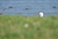 Red-billed gull on green grass Royalty Free Stock Photo