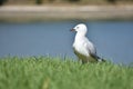 Red-billed gull on green grass Royalty Free Stock Photo
