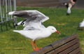 Red-billed gull perched on the wooden bench Royalty Free Stock Photo