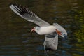 Red-billed Gull Royalty Free Stock Photo