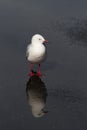 Red-billed Gull Reflection Royalty Free Stock Photo