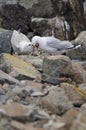 Red-billed gull regurgitating food to its chick. Royalty Free Stock Photo