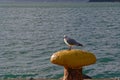 A red billed gull sits on a yellow bollard on a wharf