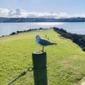 Red-billed gull standing on a wooden pole looking to the camera. Royalty Free Stock Photo