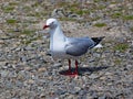 Red billed gull stands on the shingle beach in Wellington, New Zealand Royalty Free Stock Photo