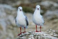 Red-billed gulls on the coast of Kaikoura peninsula, South Island, New Zealand Royalty Free Stock Photo