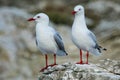 Red-billed gulls on the coast of Kaikoura peninsula, South Island, New Zealand Royalty Free Stock Photo