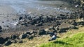 Red-billed gulls fly by the seashore.