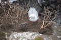 Red-billed gulls nesting site on coastal cliff on Whitewash Head Road Royalty Free Stock Photo