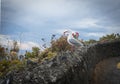 Red-billed gulls nesting site on rock wall with red flowers in background on coastal cliff on Whitewash Head Road on coastal