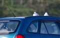 Red-billed gulls on the roof of a car. Royalty Free Stock Photo