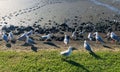Red-billed gulls at sea shore.