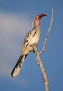 Red-billed hornbill Royalty Free Stock Photo