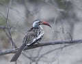 Red-billed Hornbill Royalty Free Stock Photo