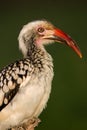 Red-billed hornbill Royalty Free Stock Photo