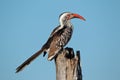 Red-billed hornbill Royalty Free Stock Photo