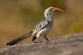 Red-billed hornbill