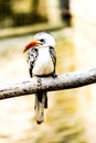 Red-billed hornbill in chiangmai zoo, chiangmai Thailand Royalty Free Stock Photo