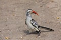 A Red-billed hornbill at Djuma Game Reserve, South Africa. Royalty Free Stock Photo