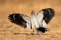 Red-billed hornbill landing Royalty Free Stock Photo