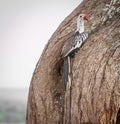 A Red-billed Hornbill perched at its nest which is a narrow cavity in a tree in East Africa.