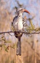 Red-Billed Hornbill