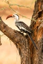 Red-billed Hornbill , Samburu, Kenya