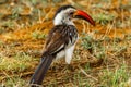 Red Billed Hornbill Royalty Free Stock Photo