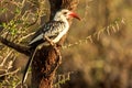Red Billed Hornbill Royalty Free Stock Photo