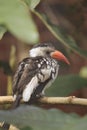 Red-billed hornbill Royalty Free Stock Photo