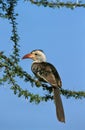 RED BILLED HORNBILL tockus erythrorhynchus, ADULT PERCHED IN ACACIA TREE, KENYA Royalty Free Stock Photo