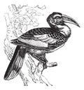 Red-billed Hornbill or Tockus erythrorhynchus, bird, vintage engraving