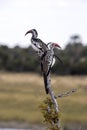 Red-billed Hornbill, Tockus erythrorhynchus, in Boteti River, Makgadikgadi National Park, Botswana