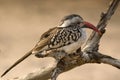 Red-billed hornbill (Tockus erythrorhynchus) Royalty Free Stock Photo