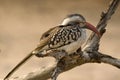 Red-billed hornbill (Tockus erythrorhynchus) Royalty Free Stock Photo