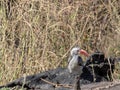 Red-billed Hornbill Tockus erythrorhynchus looking for food, in Bwabwata, Namibia Royalty Free Stock Photo