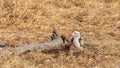 Red-billed hornbill (Tockus erythrorhynchus), Onguma Game Reserve, Namibia. Royalty Free Stock Photo
