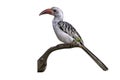 Red-billed hornbill, Tockus erythrorhynchus Royalty Free Stock Photo