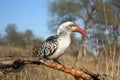 Red-billed hornbill Tockus rufirostris sitting on the branch in savana, wide-angle shot from below with blue sky and bushes. Royalty Free Stock Photo