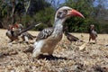 Red-billed hornbill Tockus rufirostris sitting on the ground.Portrait of a bird with a red open beak on the ground Royalty Free Stock Photo