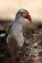 Red-billed hornbill Tockus rufirostris sitting on the ground.Portrait of a bird with a red open beak on the ground Royalty Free Stock Photo