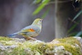 Red-billed Leiothrix Royalty Free Stock Photo