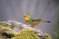 Red-billed Leiothrix Royalty Free Stock Photo