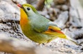 Red-billed Leiothrix Close-up Royalty Free Stock Photo