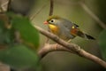 Red-billed Leiothrix - Leiothrix lutea in the forest of China, Barma, India, Bhutan, Nepal, Tibet Royalty Free Stock Photo