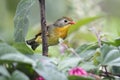 Red-billed leiothrix, Leiothrix lutea Royalty Free Stock Photo