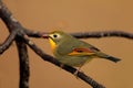 Red Billed Leiothrix - Leiothrix lutea - Sattal, Uttarakhand Royalty Free Stock Photo